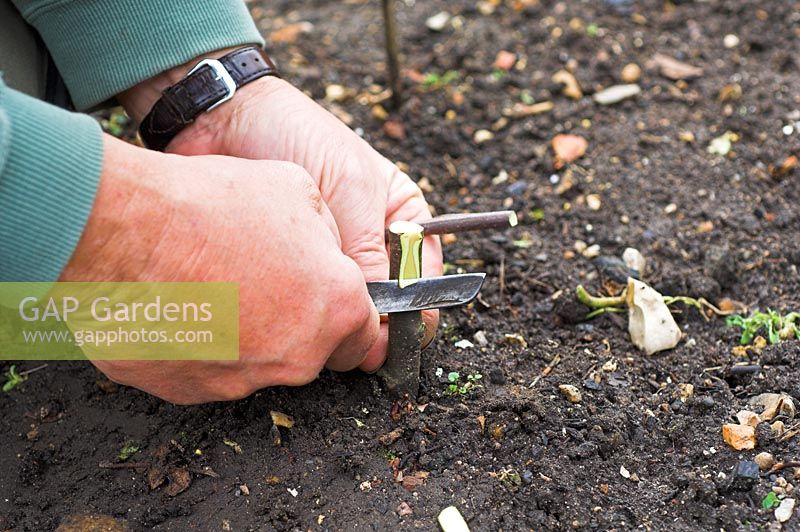 Grafting Apples Banns, Nelson, American Mother, Pitmaston Pineapple on to M26 dwarf rootstock