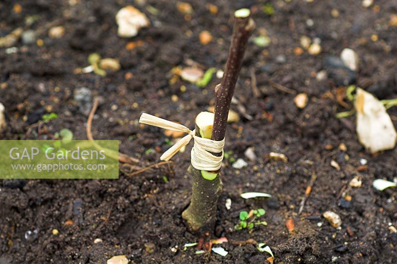Grafting Apples Banns, Nelson, American Mother, Pitmaston Pineapple on to M26 dwarf rootstock

