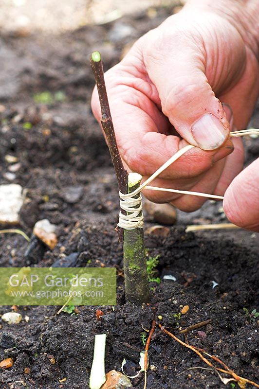 Grafting Apples Banns, Nelson, American Mother, Pitmaston Pineapple, on to M26 dwarf rootstock