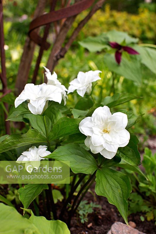 Trillium grandiflorum 'Flore Pleno'