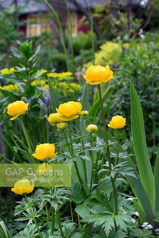 Trollius europaeus in spring border