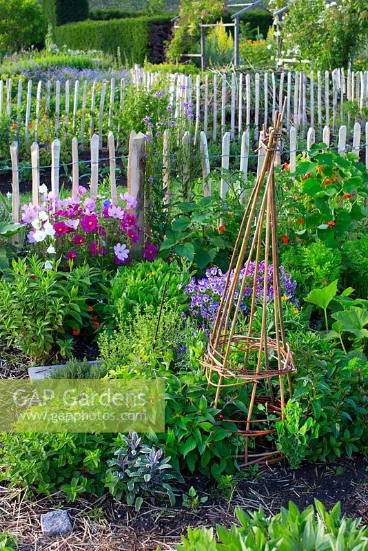 Small allotment with vegetables, Nasturtium, Cosmos bipinnatus, carrots, marigold, tomato, wigwam, herbs, Viola cornuta 