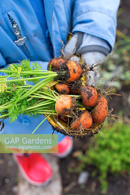 Girl holding Carrot Paris Market 5 Atlas, round carrots harvested from small allotment garden