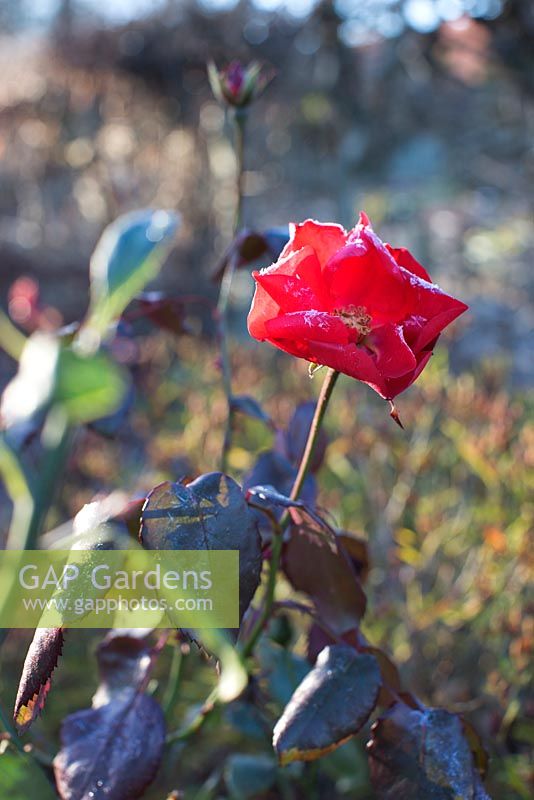 Rosa 'amsterdam' with frost, November
