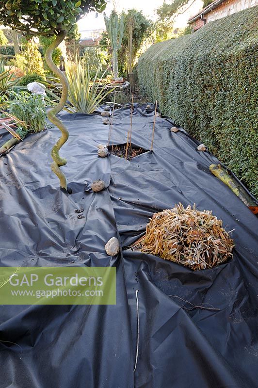 Weedproof membrane around plants prior to being covered with shingle