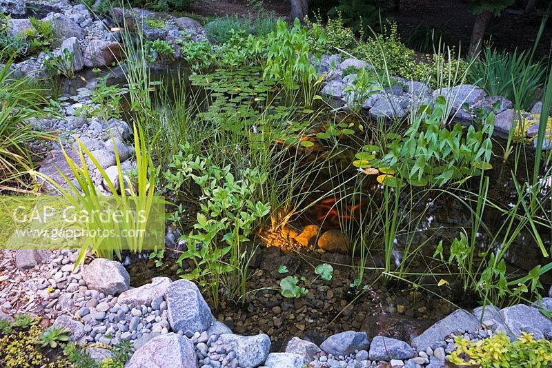 Illuminated pond with Typha minima - Dwarf Cattails, Pontederia cordata - Pickerel Weed, Nymphaea - Water Lilies and Carassius auratus - Gold fish in backyard garden in summer at dusk