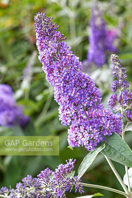 Buddleja lochinch