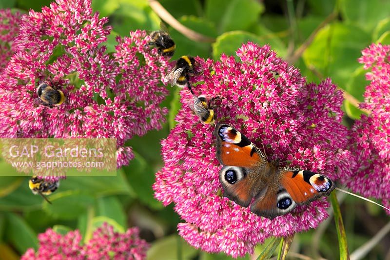 Inachis io - Peacock butterfly and bees on sedum spectabile autumn Joy flowers - September