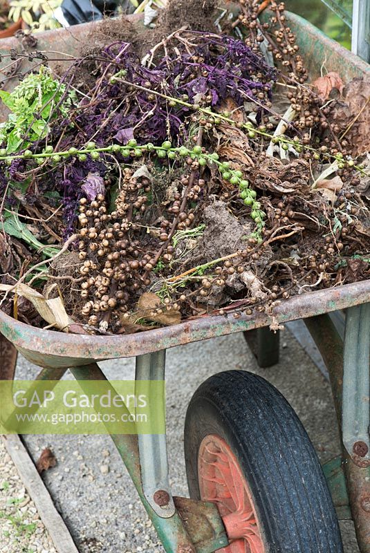Wheelbarrow with garden waste in the autumn - October 