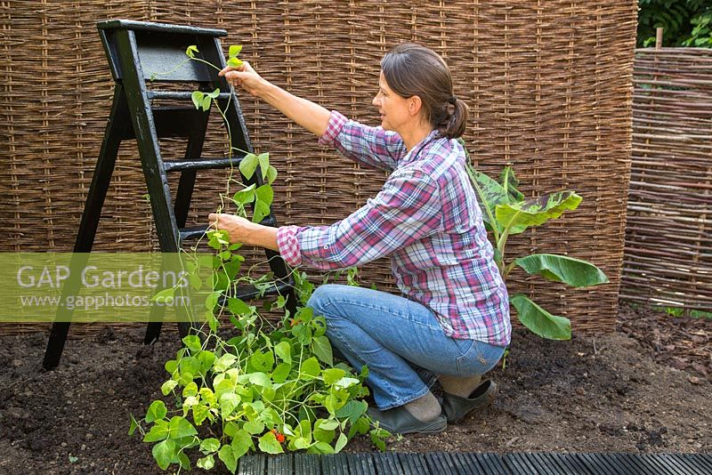 Assisting Runner bean by weaving it in amongst the ladder