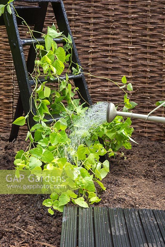 Watering newly planted Runner bean.