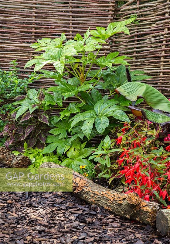 Border planted with Fatsia japonica, Begonia and Coleus. 