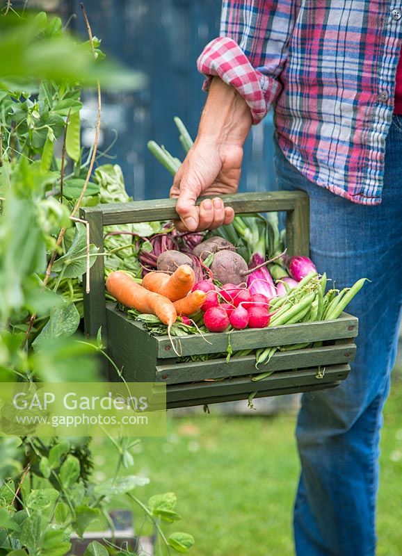 Woman carrying trug of harvested carrots, radishes, beetroot, runner beans and spring onions