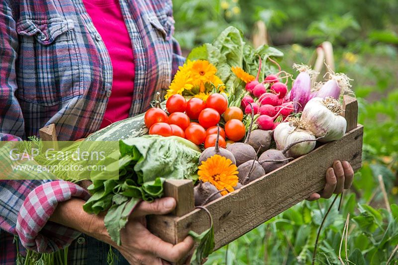 Woman holding a wooden crate of produce from an allotment. Tomatoes, Radishes, Beetroot, Garlic, Spring Onions, Calendula, Lettuce and Courgette