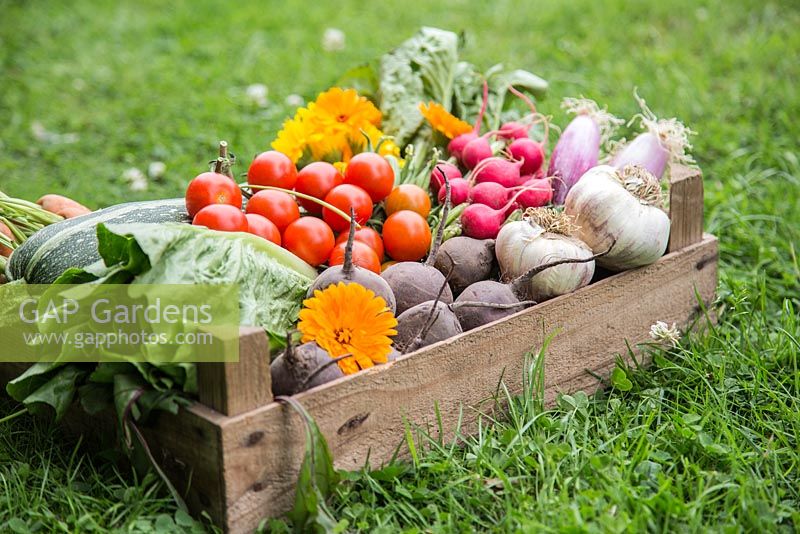 Wooden crate of produce from an allotment. Tomatoes, Radishes, Beetroot, Garlic, Spring Onions, Calendula, Lettuce and Courgette