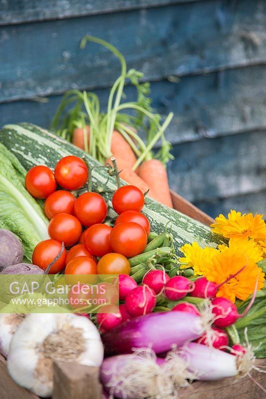 Wooden crate of produce from an allotment. Carrots, Tomatoes, Courgette, Radishes, Beetroot, Calendula, Garlic and Spring Onions