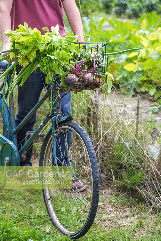 Man leaving the allotment with his produce in bicycle basket. Beetroot, spring onions and celery