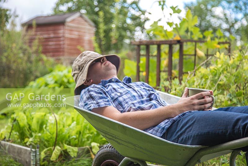 Man asleep in a wheelbarrow within an allotment plot holding a cup of tea
