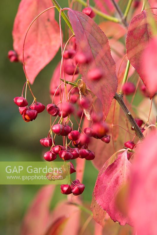 Euonymus planipes - chinese spindle tree. September, Autumn 2014.