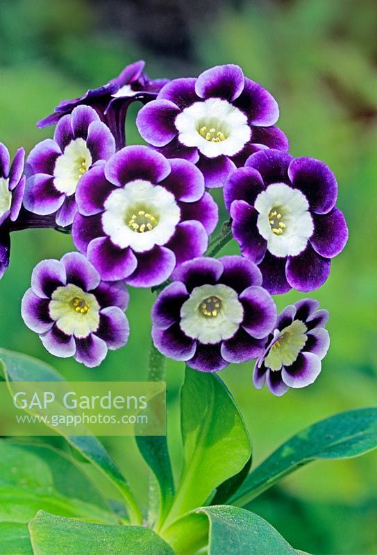 Primula auricula 'Adrian'