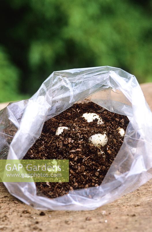 Lily bulb scaling. Scales in polythene bag filled with peat or peat substitute and grit or vermiculite