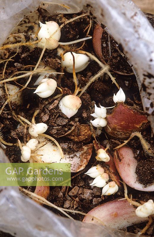 Lily bulb scaling. Open plastic bag showing bulblets developed on scales