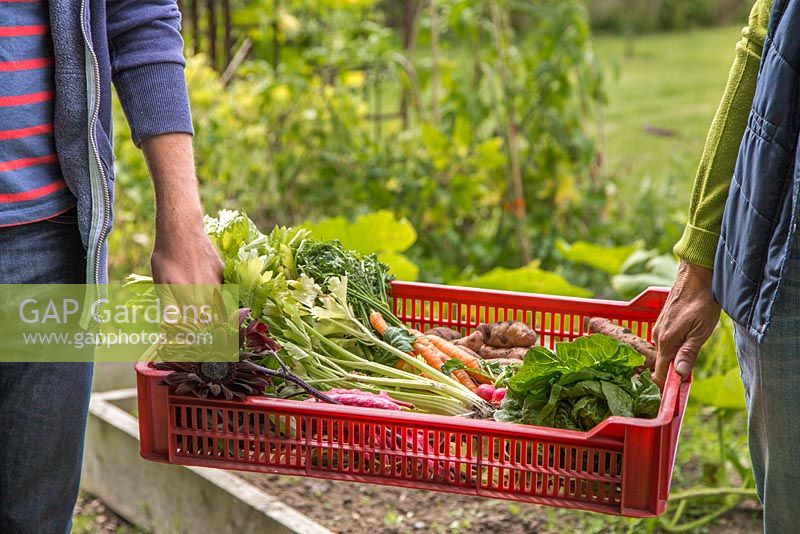 Man and woman carrying a plastic tray of harvested produce from an allotment. carrots, celery, potatoes and lettuce.