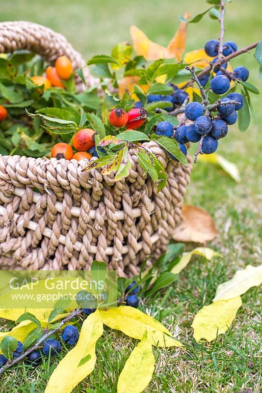 Woven basket of foraged Prunus spinosa - Sloe berries and Rosa - Rose hips