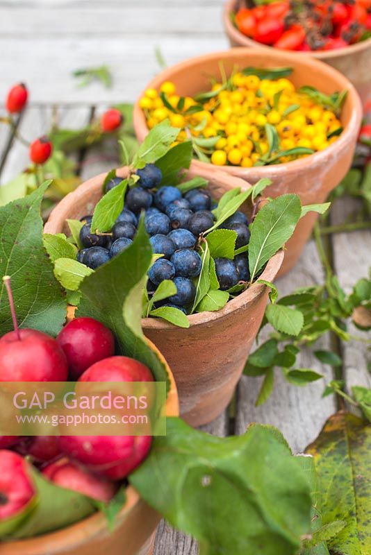 Terracotta pots of autumnal foraged berries. Pyracantha, Rosa - Rose hips, Malus - Crab apples and Prunus spinosa - Sloe