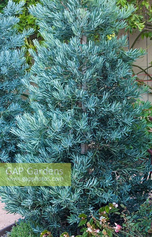 Podocarpus 'Icee Blue' 