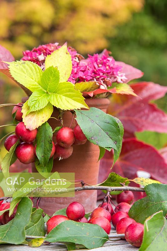 Floral display of hydrangea, crab apples and parthenocissus in terracotta pot