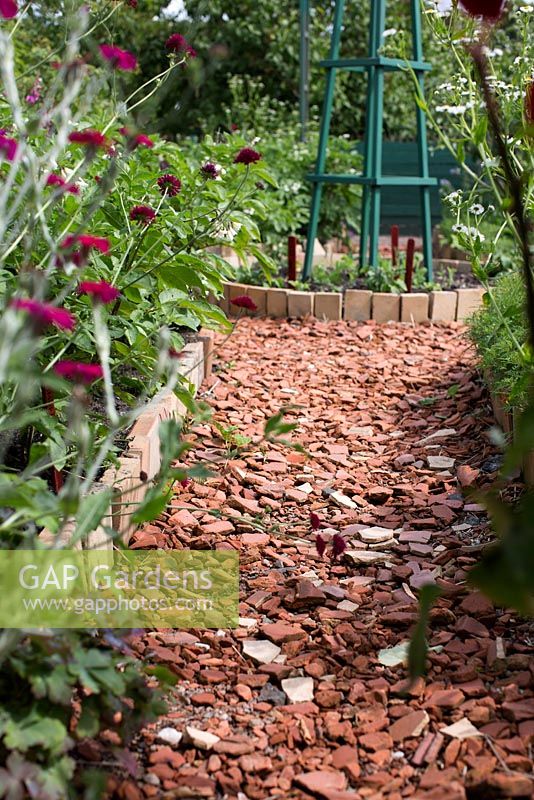 Path made from broken terracotta bordered with terracotta tiles in allotment garden, Knautia macedonica