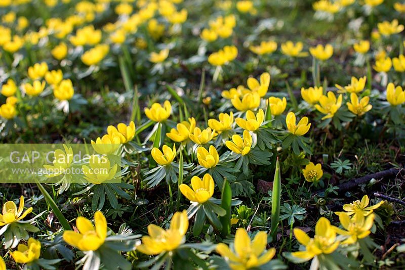 Eranthis hyemalis - Winter Aconites, a carpet of yellow spring flowers