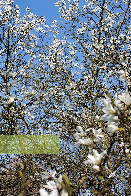 Magnolia x loebneri - kobus x stellata