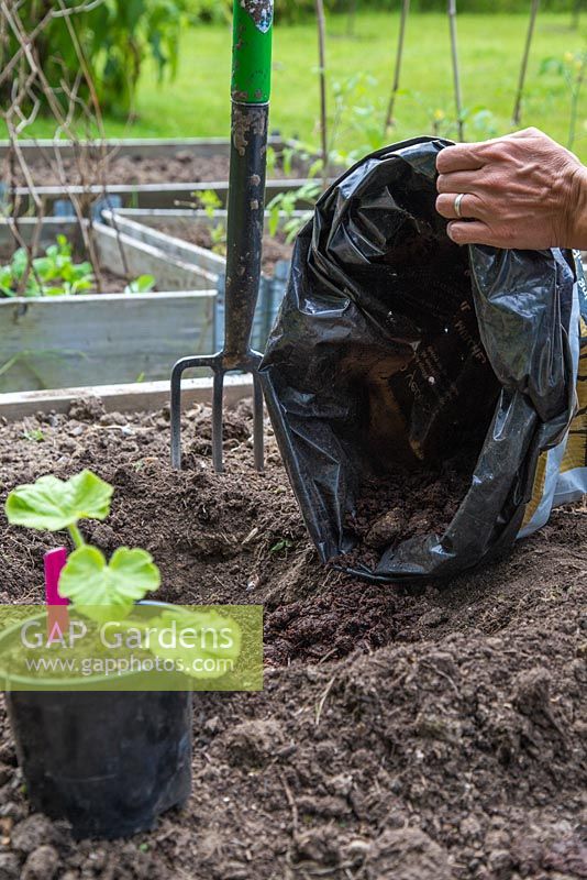 Adding manure to freshly dug hole before planting