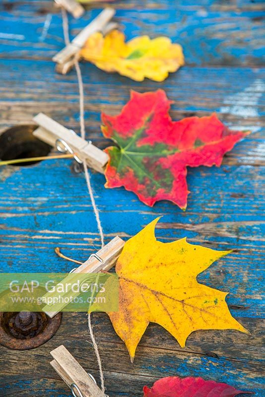 Variety of autumnal leaves hung on to string by pegs, against a blue wooden backdrop. 