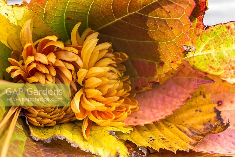Autumnal bouquet made using a variety of autumnal leaves and Chrysanthemums. 