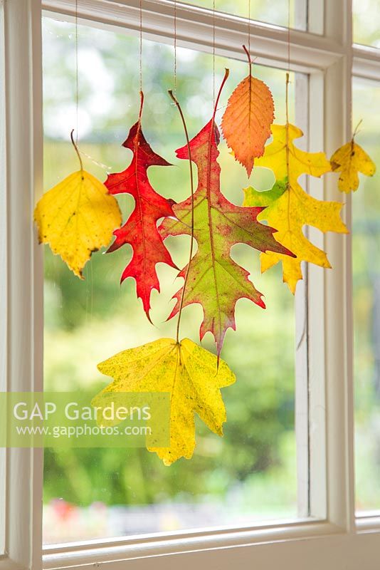 Variety of autumnal leaves hanging from a window, with a view to the garden.