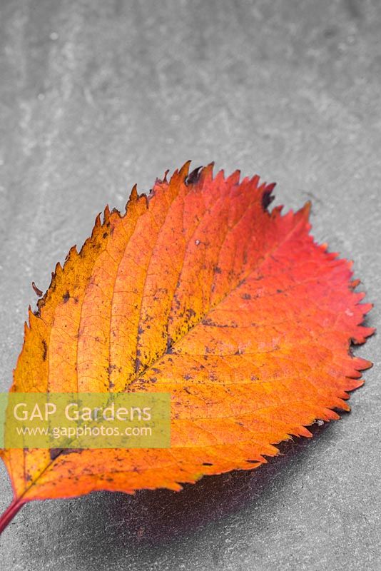 Autumnal Prunus leaf against slate. 