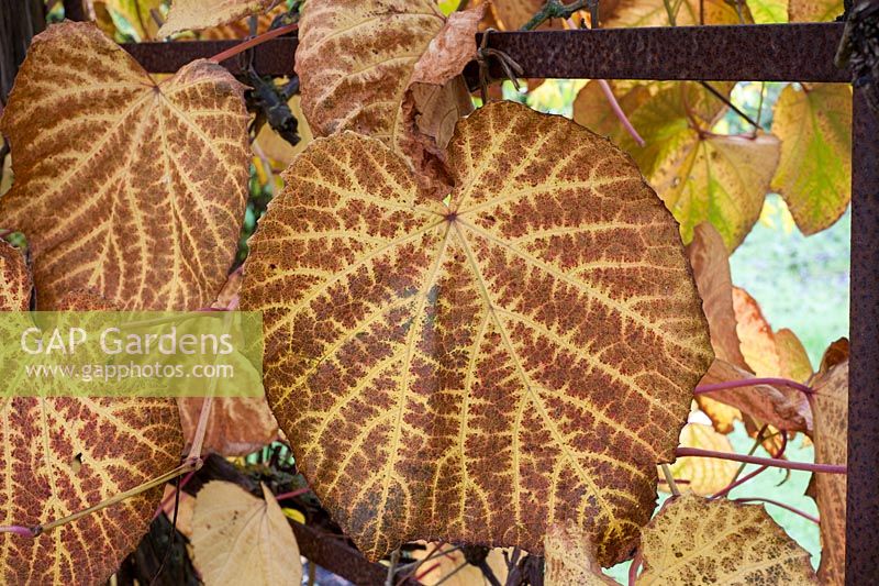 Vitis vinifera leaf - autumn 