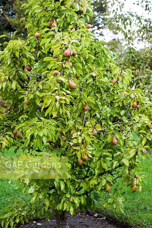 Pyrus dosmestica 'Nouveau Poitoi'