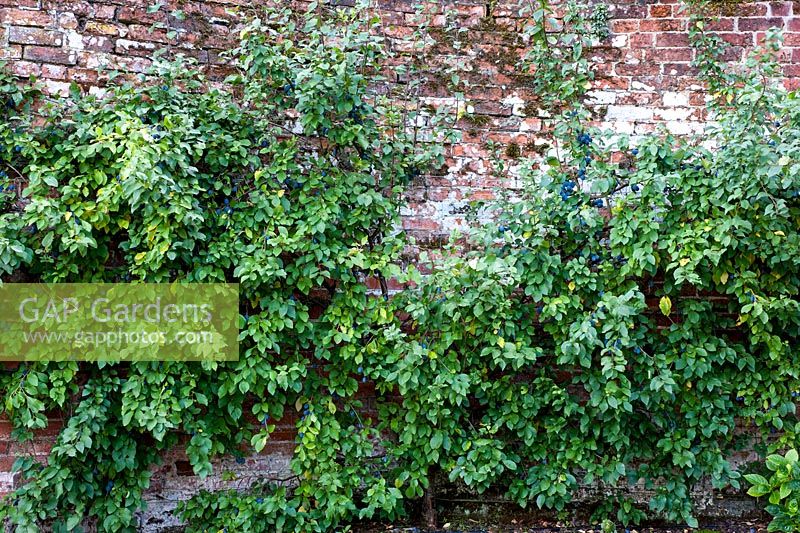 Prunus dosmestica - Damson espalier against old wall