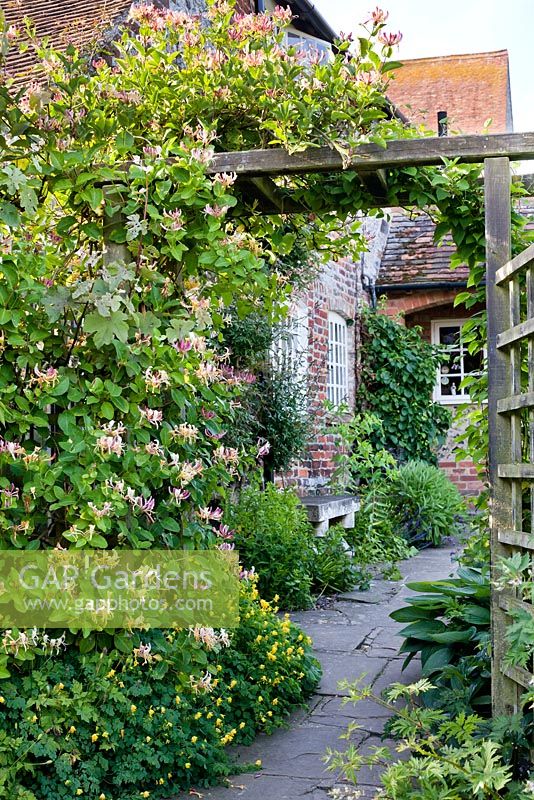 Lonicera periclymenum 'Serotina' - Honeysuckle on pergola