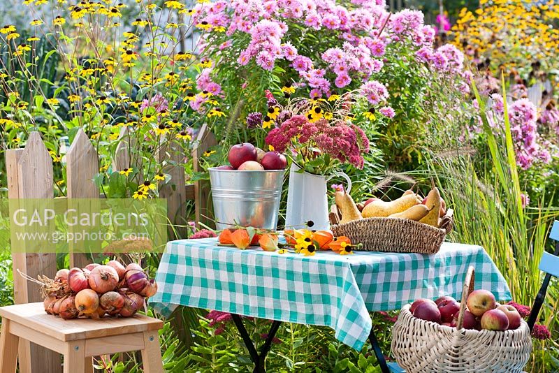 Table with harvested pears and apples and jug of perennials and grasses; Rudbeckia triloba, Persicaria 'Firetail', Verbena bonariensis, Deschampsia cespitosa. Border; Pennisetum 'Hammeln', Sedum, Rudbeckia triloba,  Aster, Panicum 'Heavy metal'.