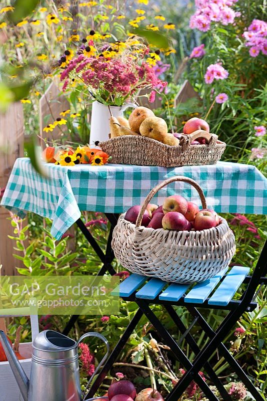 Table with harvested pears and apples and jug of perennials and grasses; Rudbeckia triloba, Persicaria 'Firetail', Verbena bonariensis, Deschampsia cespitosa. Border; Pennisetum 'Hammeln', Sedum, Rudbeckia triloba,  Aster, Panicum 'Heavy metal'.