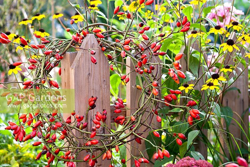 Rosehip wreath hanging on the edge of a wooden fence.