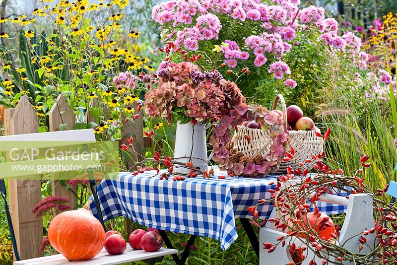 Table with harvested squashes 'Hokkaido' and jug of Hydrangea seedheads, rosehip and Verbena bonariensis. Border - Pennisetum 'Hammeln', Sedum, Rudbeckia triloba, Aster, Panicum 'Heavy Metal'.