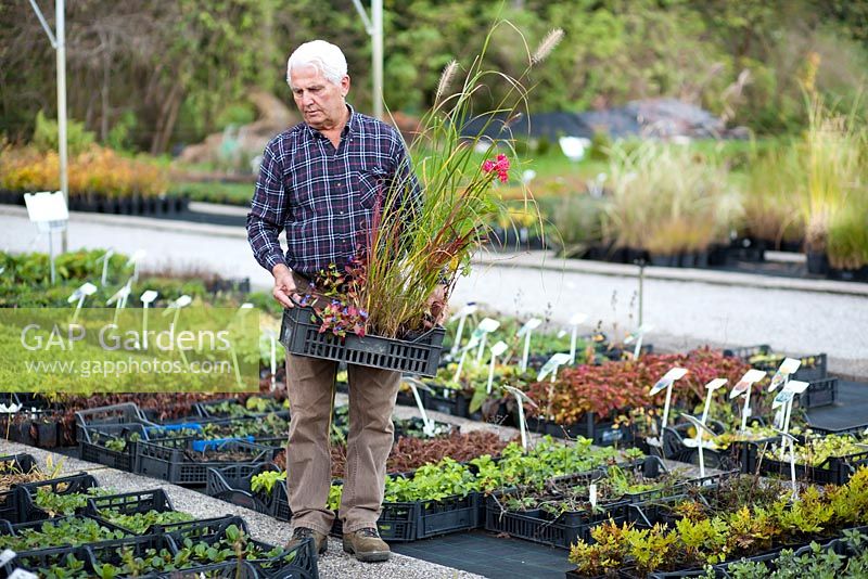 Man carrying crate of selected perennials and grasses at nursery.