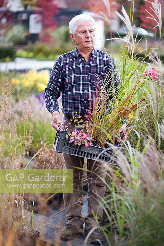 Man carrying crate of selected perennials and grasses at nursery.