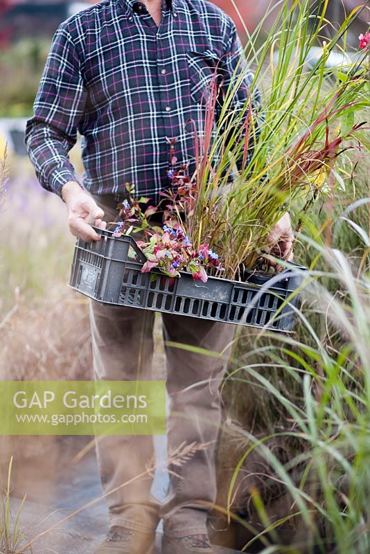 Man carrying crate of selected perennials and grasses at nursery.